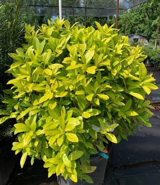 Yellow Florida Anise (Illicium parviflorum)